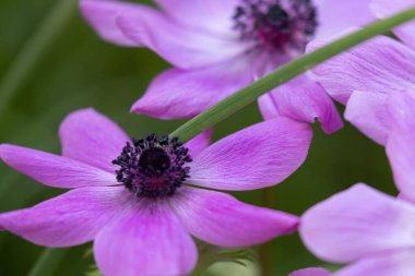 Baharın başında açmakta olan kır rüzgârçiçekleri.