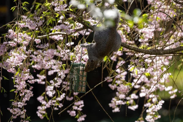 american gray squirrel in blooming cherry tree