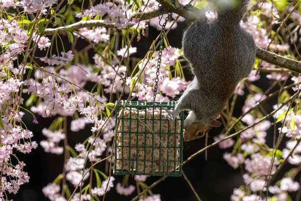 A squirrel hanging from a cherry tree stealing from a bird feeder