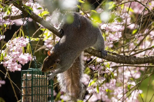 A grey squirrel reaching for a feeder in a blooming tree