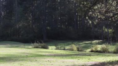 Rüzgarlı ağaçların gölgeleriyle aydınlık güneşli bir park.