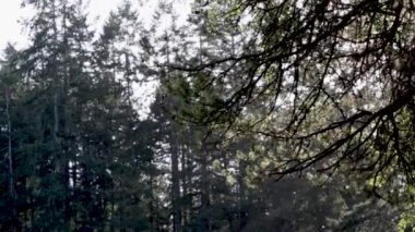 Sonbahar parkında rüzgarlı ağaçların arasından süzülüyor.