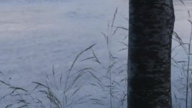 Puget müziğinin önünde uzun otlar ve yabani otlar esiyor