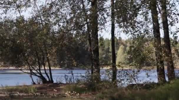 Güneşli bir günde rüzgarlı sonbahar ağaçlarının arkasındaki gölet — Stok video