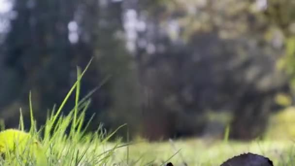 Gras waait tegen wazige achtergrond in de herfst — Stockvideo