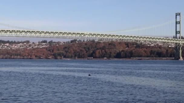 Wilde zeeleeuw onder tacoma vernauwt brug — Stockvideo