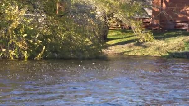 用鸭在岸上风吹过树木 — 图库视频影像