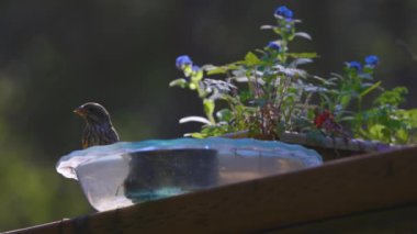 Kuş banyosundaki küçük ispinoz yavaş çekimde sıçrıyor