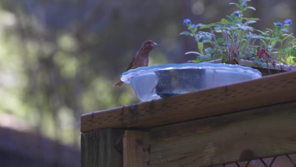 Hembra se une al pinzón macho por baño de aves en primavera — Vídeos de Stock