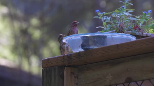 Macho y hembra pinzón par sentarse por pájaro baño — Vídeos de Stock