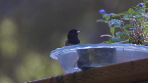 Pinzón de cámara lenta bebiendo y bañándose en baño de vidrio — Vídeos de Stock