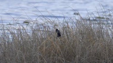 Kırmızı kanatlı karatavuk suyun üzerinde tünedi.