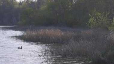 Tek ördek altın saatinde yüzüyor