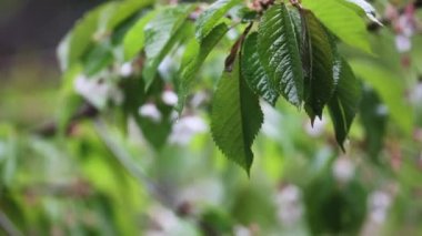 Açık pembe kiraz çiçekleri ilkbaharın başında açar.