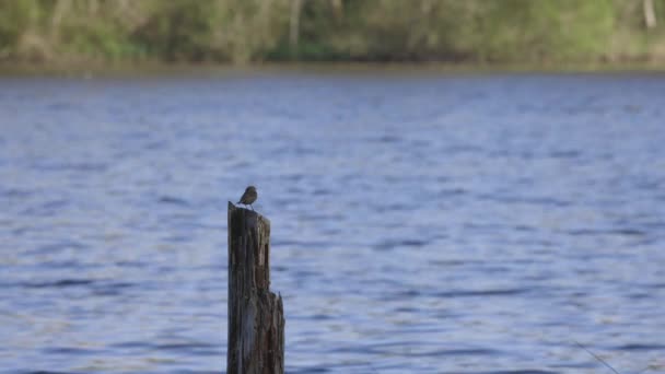 Красная крылатая чёрная птица зависла над водой — стоковое видео