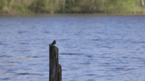 红翅黑鸟栖息在水面上 — 图库视频影像