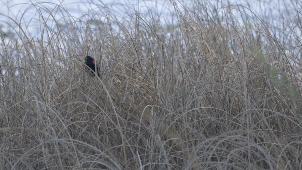 Червоний крилатий чорний птах, проник над водою — стокове відео