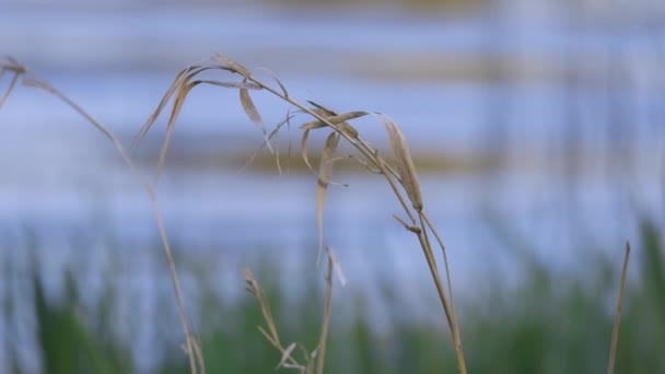 Grande herbe dorée soufflant dans le vent près d'un lac bleu clair — Video