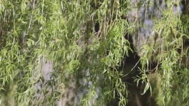 Uzun söğüt dalları rüzgarda savruluyor