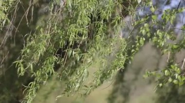 Uzun söğüt dalları rüzgarda savruluyor