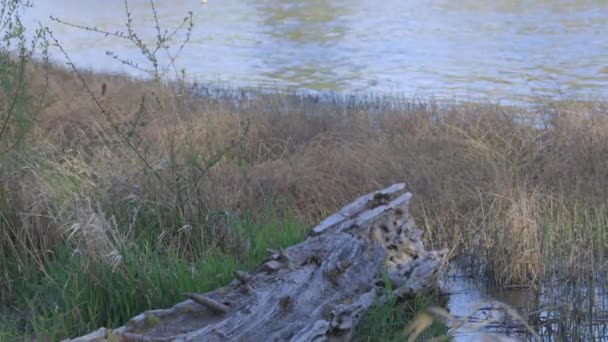 Madera a la deriva en la orilla cubierta de hierba de un lago — Vídeo de stock