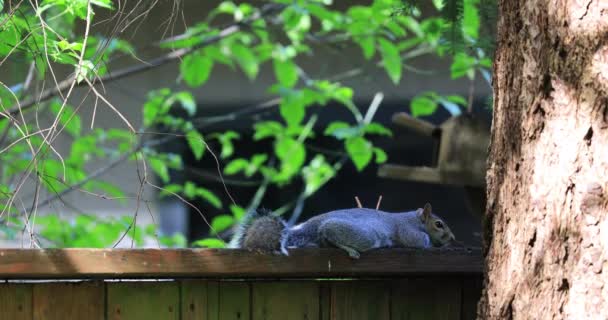 Petit écureuil posé sur une clôture dans la chaleur — Video