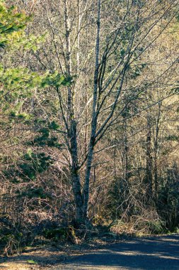 Gölgeli bir ağaç, altın güneşli bir ormanın karşısında sönük bir ışık saçıyor.