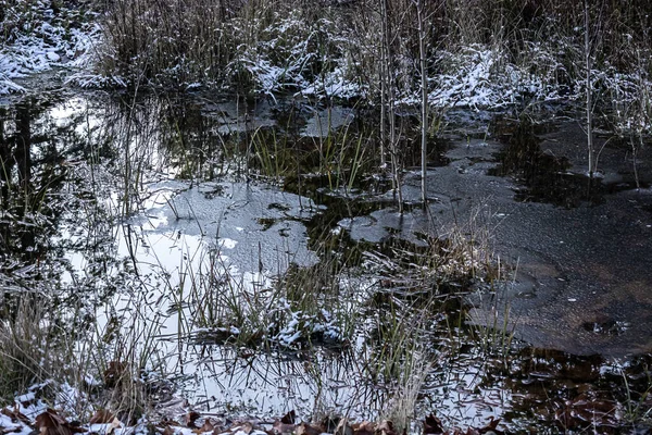 Lagoa no inverno coberto de neve e ervas daninhas — Fotografia de Stock