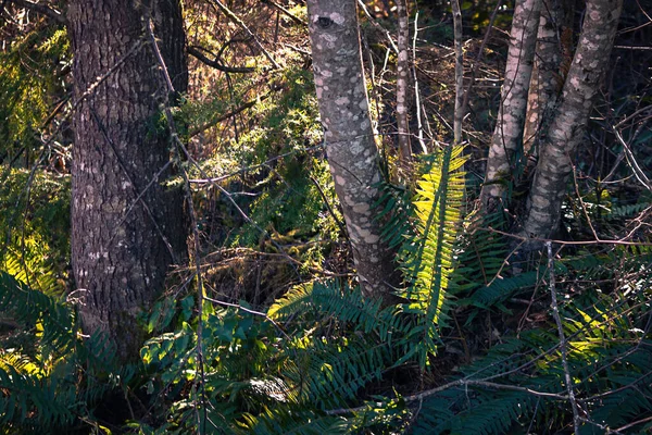 Troncos de árvores estreitas jovens crescendo através da vegetação rasteira — Fotografia de Stock