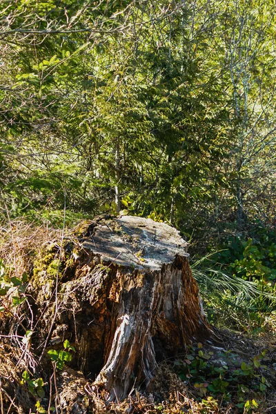 Oude uitgesleten boomstronk aan de zijkant van een pad — Stockfoto