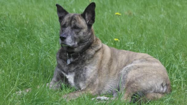 Large adult dog relaxing out in the grass — Stock Video