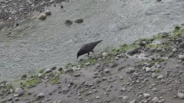 Bir akarsu kuyusundan su içen siyah karga.