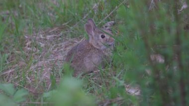 Vahşi yavru tavşan çalılıklarda uzun otları yiyor.
