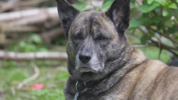 Large adult dog relaxing out in the grass — Stock Video