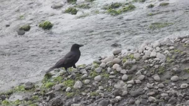 Cuervo negro bebiendo de una pequeña corriente de agua — Vídeo de stock