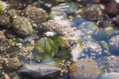 Tuzlu suda yüzen küçük baş aşağı yengeç
