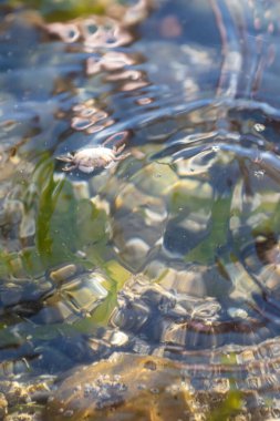 Tuzlu suda yüzen küçük baş aşağı yengeç
