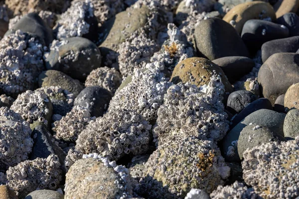 Seixos e rochas sentados na costa — Fotografia de Stock