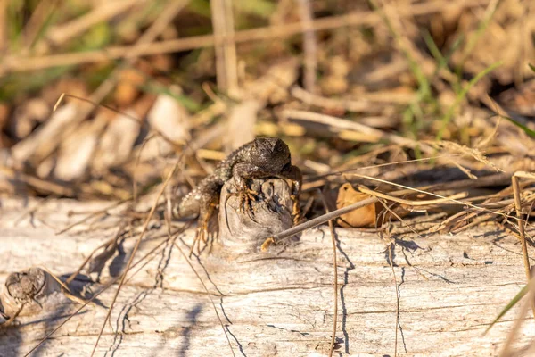 Північна вирівнююча ящірка на колоді з мертвими травами — стокове фото