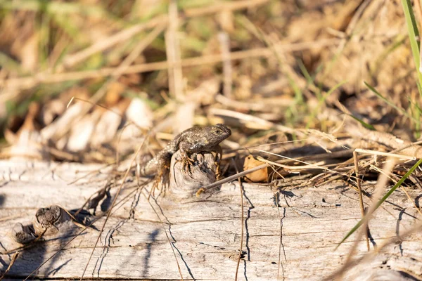 Lagarto aligátor del norte en un tronco con hierbas muertas — Foto de Stock