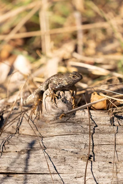 Nördliche Eidechse auf einem Baumstamm mit abgestorbenen Gräsern — Stockfoto
