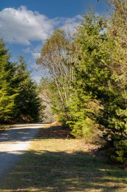 Yazın orman yolunda parlak ışık şeritleri