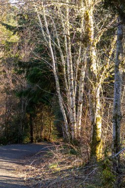 Parlak, güneşli bir ormandan geçen geniş toprak patika.
