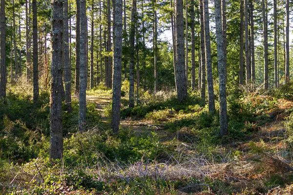 Parlak, güneşli bir ormandan geçen geniş toprak patika.