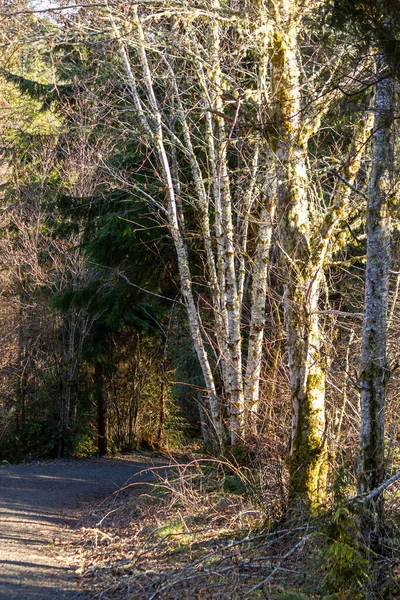 Parlak, güneşli bir ormandan geçen geniş toprak patika.