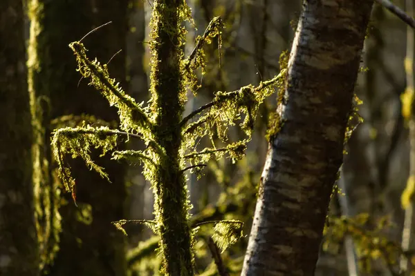 Rami verdi ricoperti di muschio in alto su un albero — Foto Stock