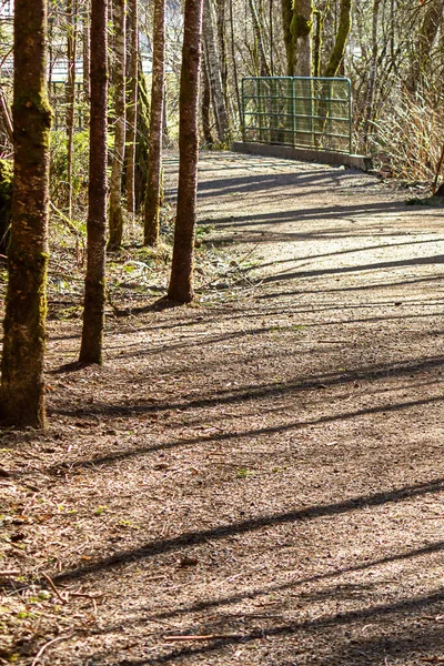 Wide dirt path leading through a bright sunny forest — Stock Photo, Image