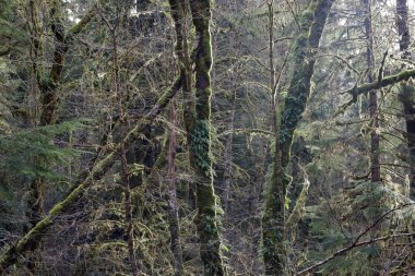 Yağmur ormanlarındaki ağaçların üzerindeki güneş yosun ve eğreltiotuyla kaplıdır.