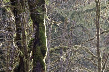 Eğreltiotları ve yosunlar bir sedir ağacının gövdesinde asılı.