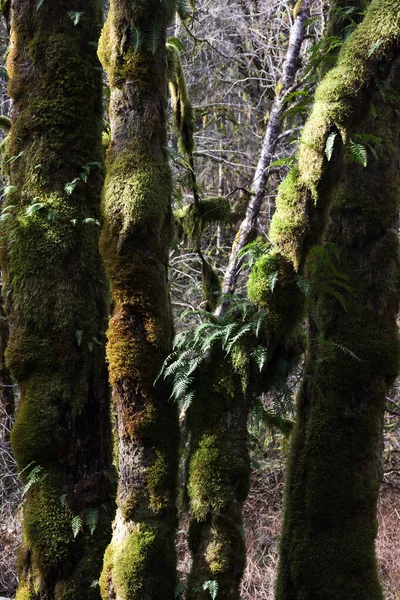 Manchas de musgo e samambaia crescendo a partir de uma árvore — Fotografia de Stock